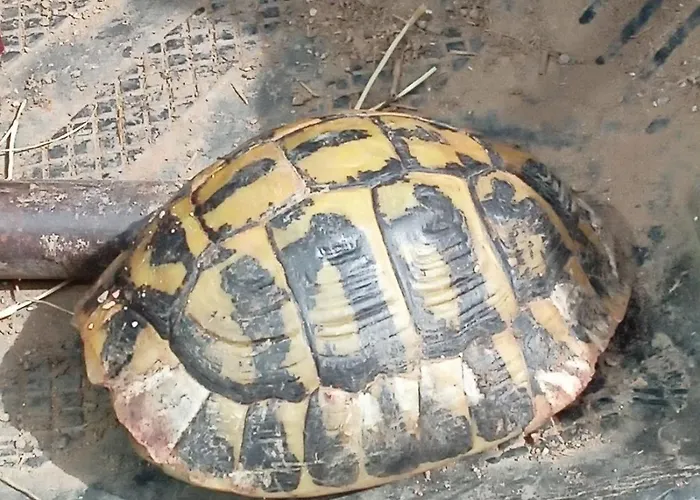 Porta Al Colle * Macchiascandona