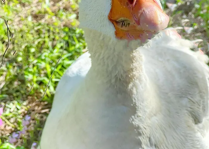 Porta Al Colle شقة Macchiascandona