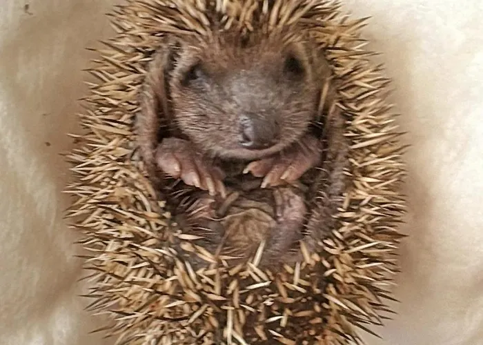 Porta Al Colle Macchiascandona